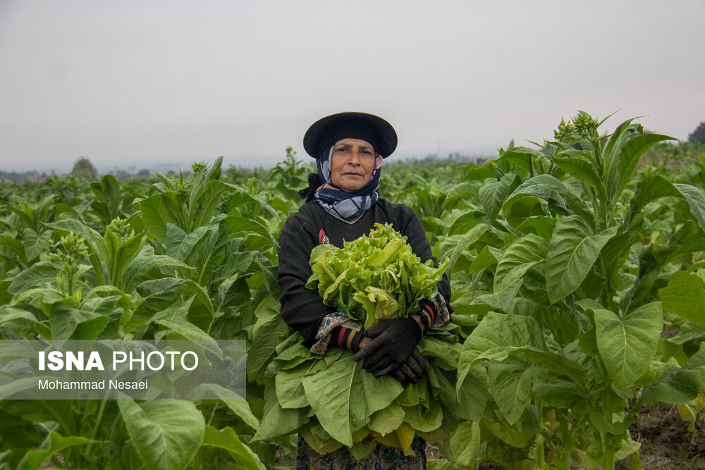 Wp Header Logo 1230.png