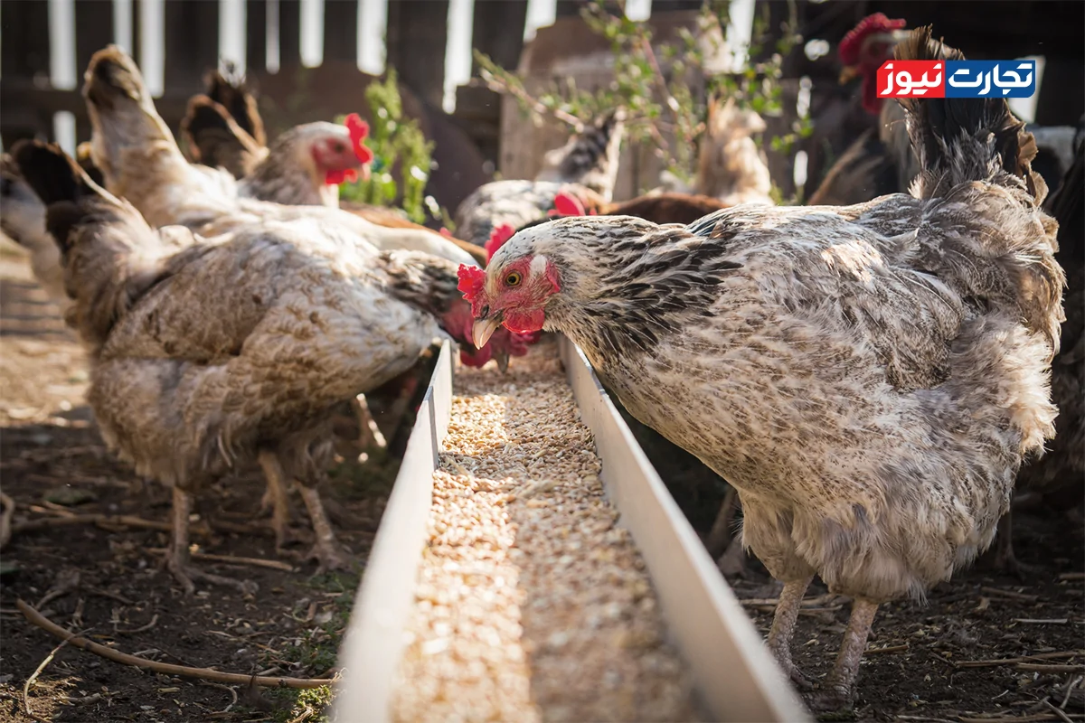 Wp Header Logo 1241.png