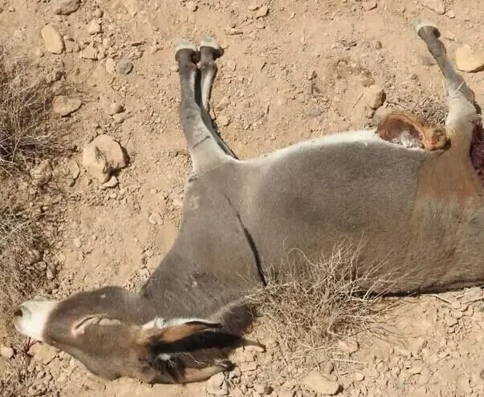 Wp Header Logo 1294.png