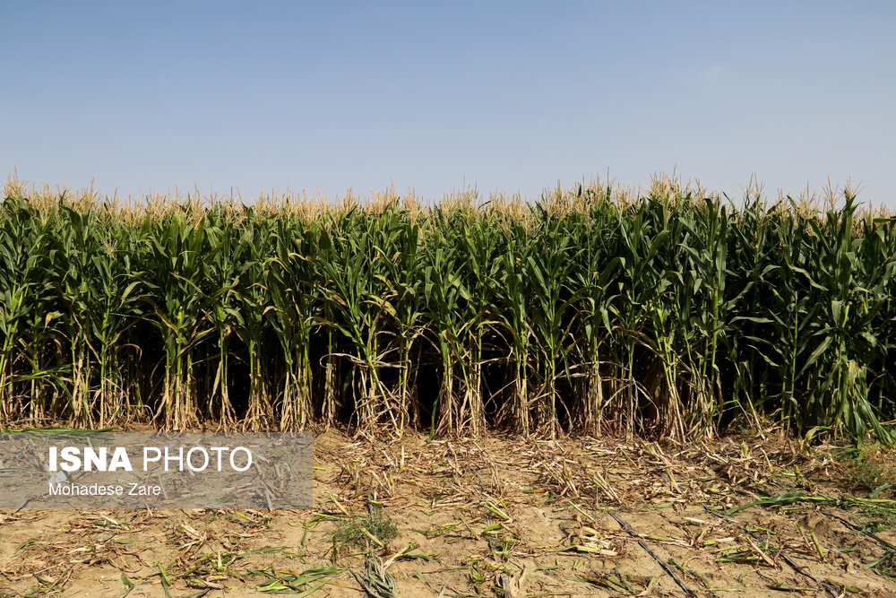 Wp Header Logo 1899.png