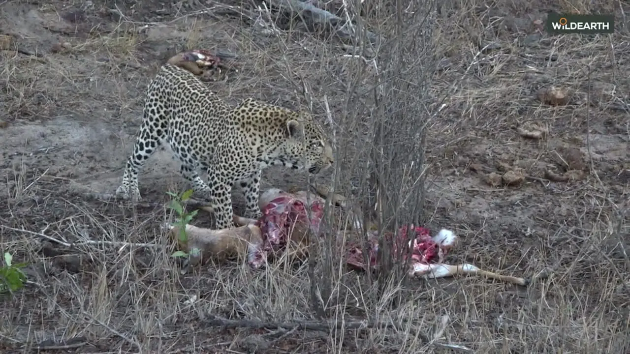 Wp Header Logo 1910.png