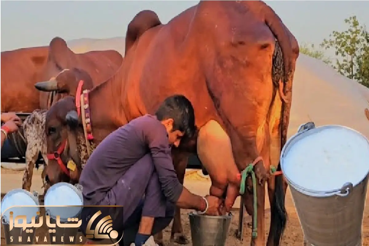 Wp Header Logo 2443.png