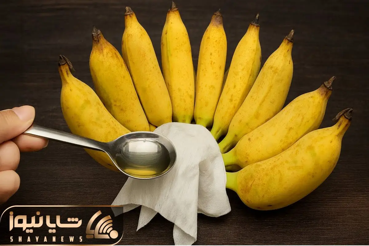 Wp Header Logo 2566.png