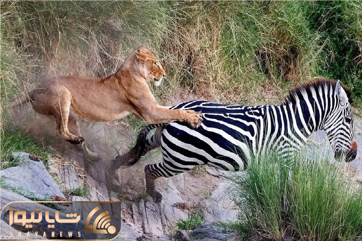 Wp Header Logo 2593.png