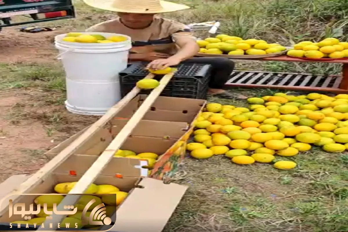 Wp Header Logo 2595.png