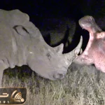 دیدنی های رازبقا؛ مواجه ناغافل کردگدن و اسب آبی در سیاهی شب