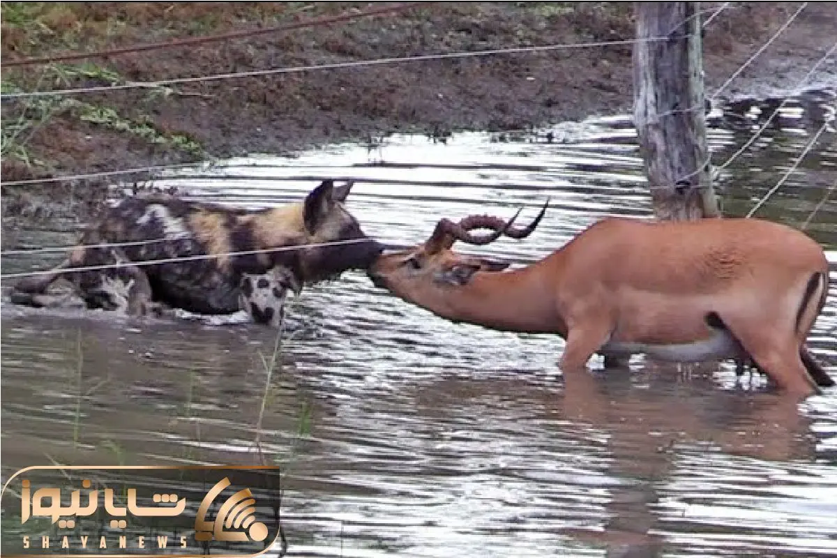 Wp Header Logo 2747.png