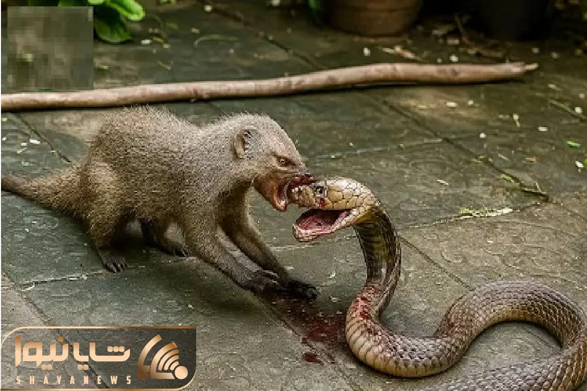 Wp Header Logo 2913.png