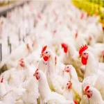 مرغ تریاکی، واقعیت یا شایعه؟