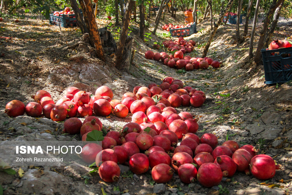 Wp Header Logo 3160.png