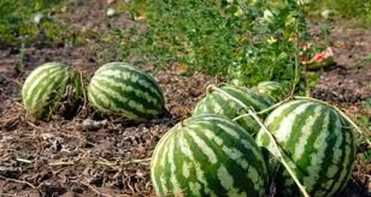 Wp Header Logo 3440.png