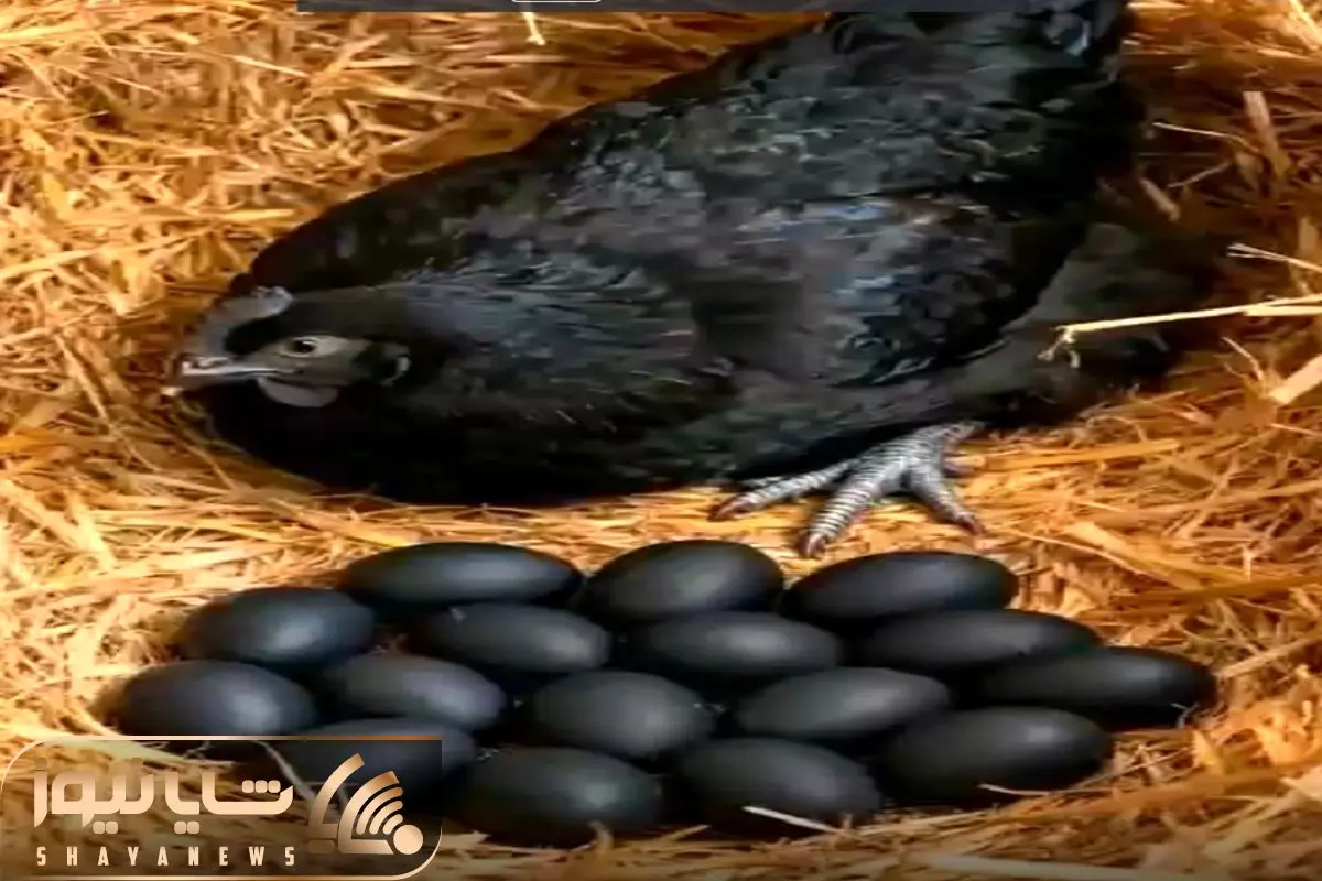 Wp Header Logo 3496.png