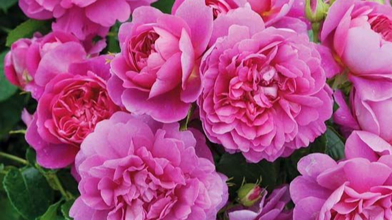 Wp Header Logo 3563.png