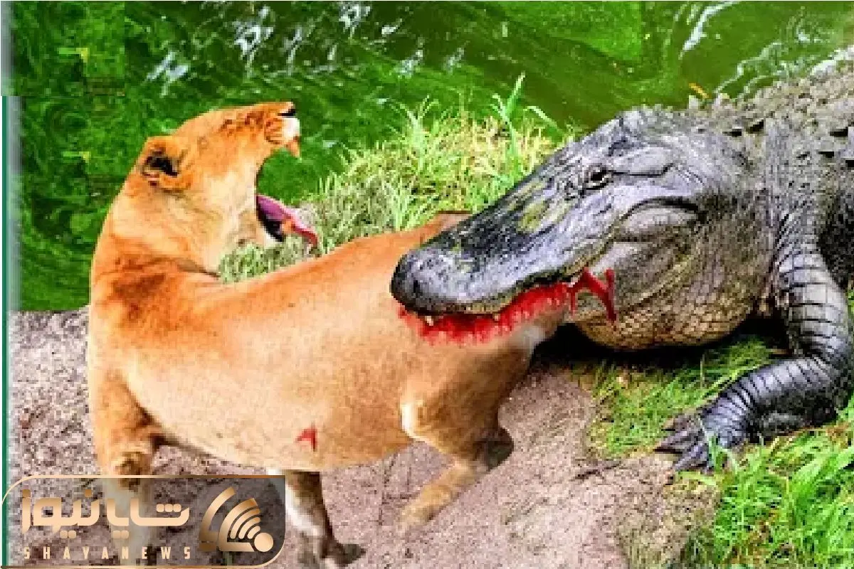 Wp Header Logo 361.png