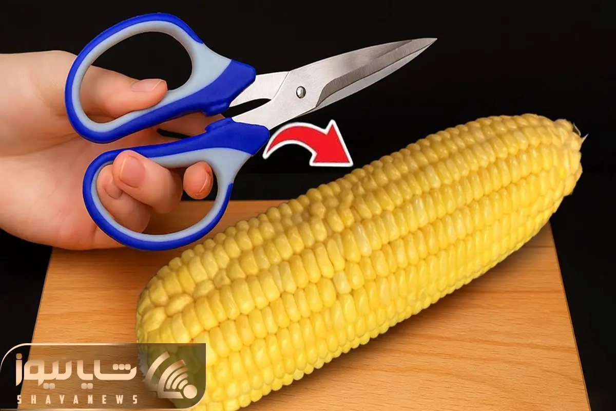 Wp Header Logo 3631.png