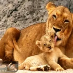 مستند حیات وحش؛ توله شیرهای دوست داشتنی مامانشون رو مجبور به تمیز کردنشون می کنن