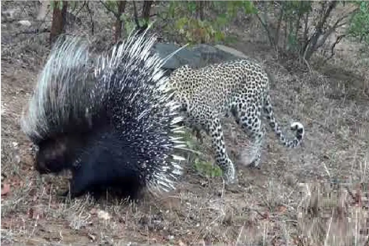 Wp Header Logo 387.png