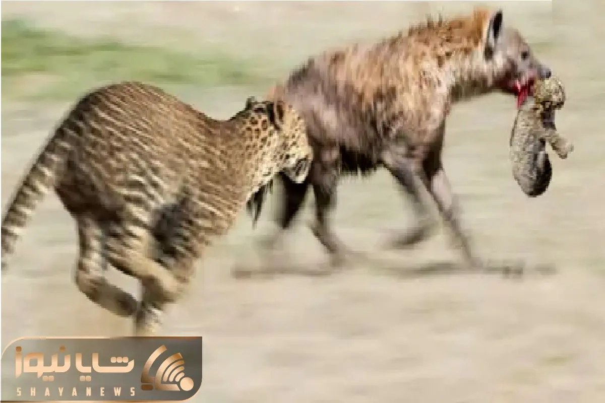 Wp Header Logo 388.png