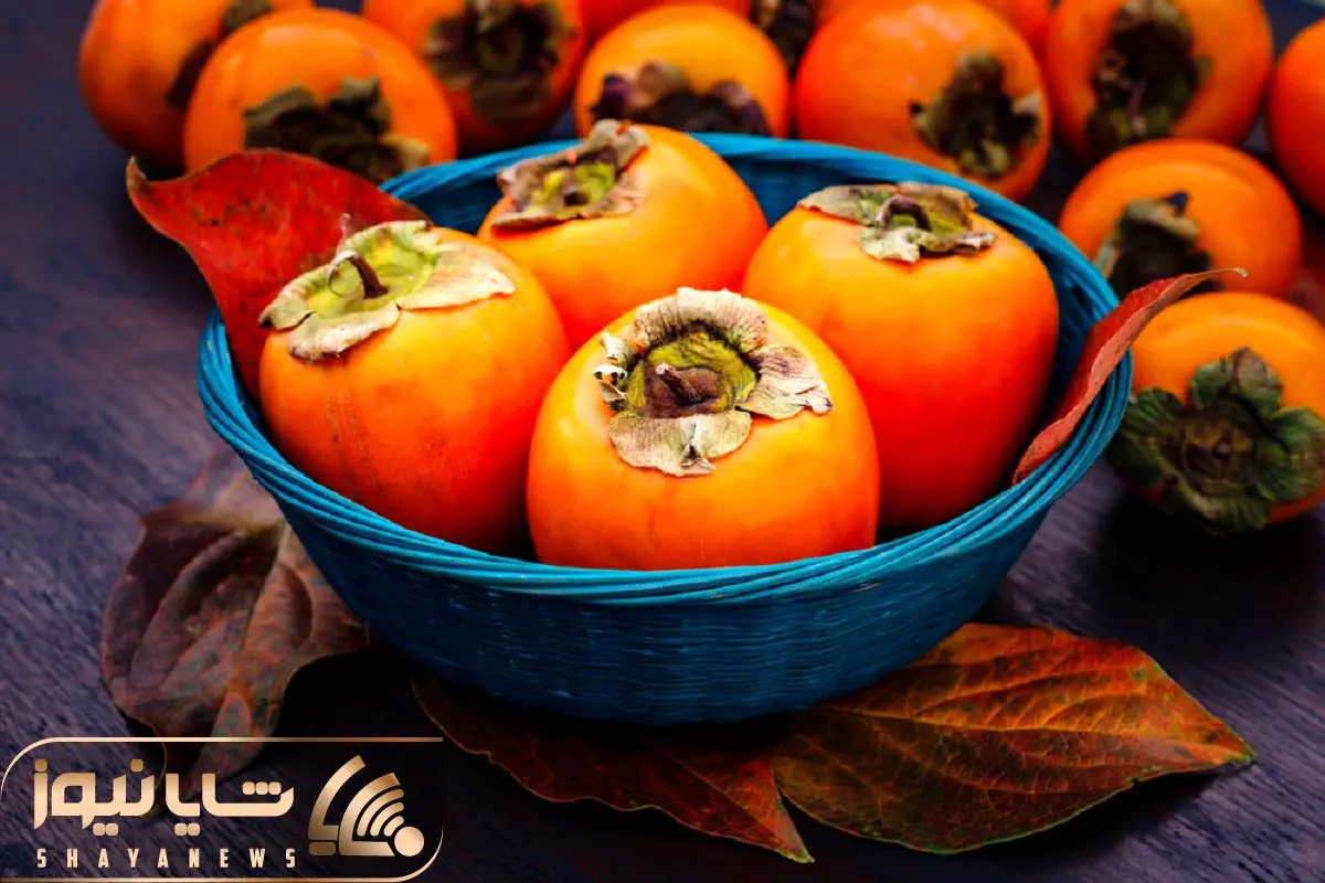 Wp Header Logo 4063.png