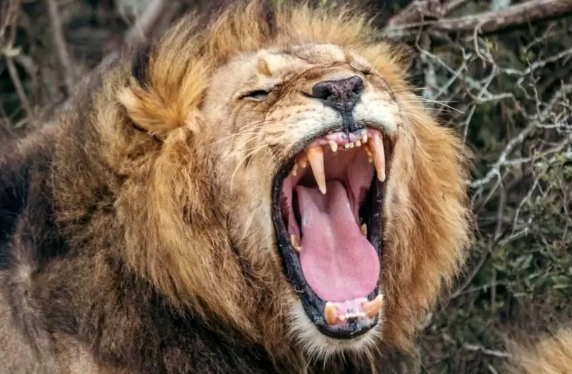 Wp Header Logo 4093.png