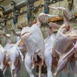 قیمت مرغ تغییر می‌کند؟