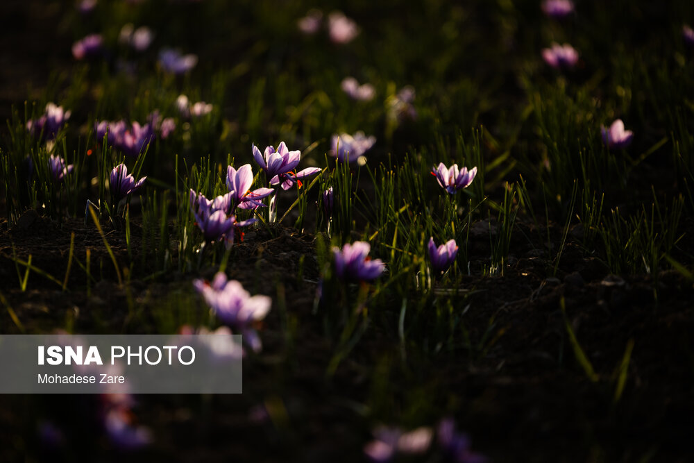 Wp Header Logo 4189.png