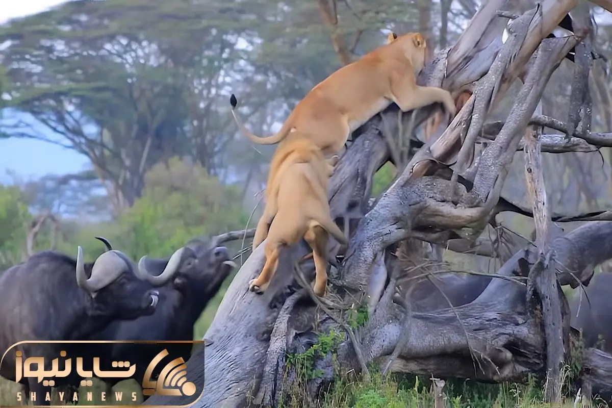 Wp Header Logo 4421.png