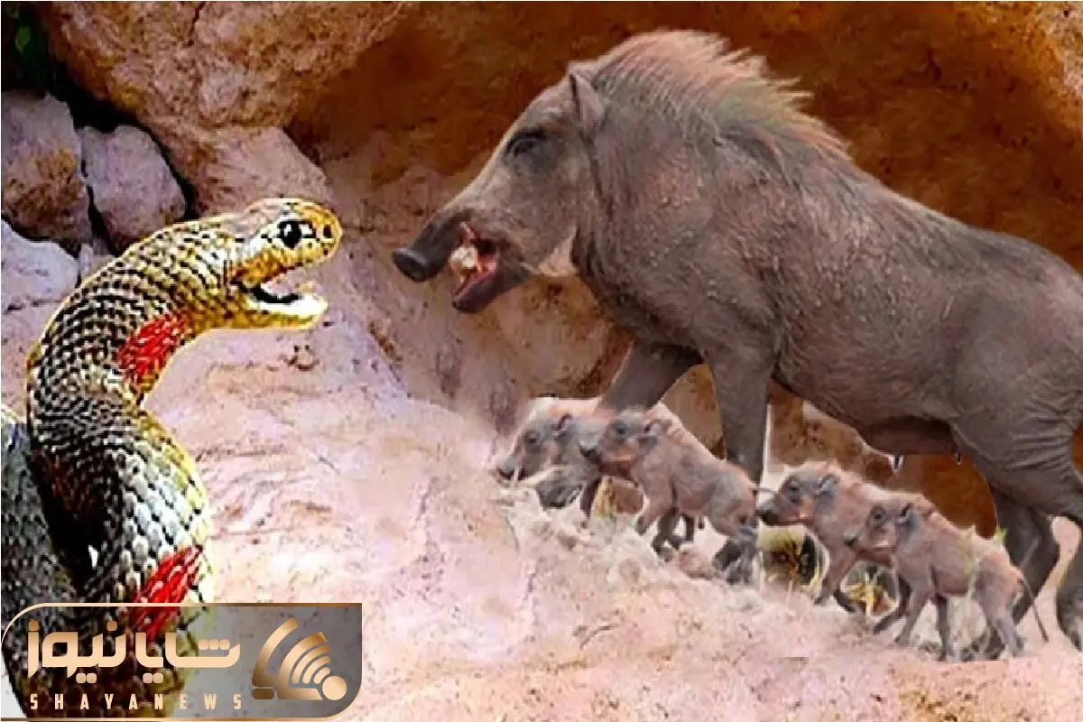 Wp Header Logo 4471.png