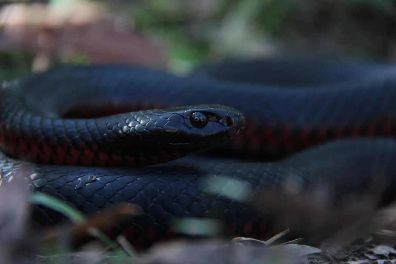 Wp Header Logo 4660.png