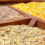 نبود نهاده دامی مرغ‌ها را زودتر و با وزن پایین‌تر راهی کشتارگاه می‌کند