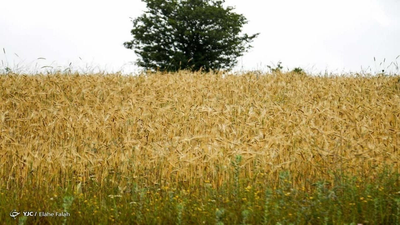 Wp Header Logo 4718.png