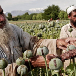 ماجرای ناپدید شدن ۵۰۰ تن «تریاک دارویی» چیست؟