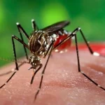 شمار مبتلایان به تب دنگی در هرمزگان به ۲۳۲ نفر رسید