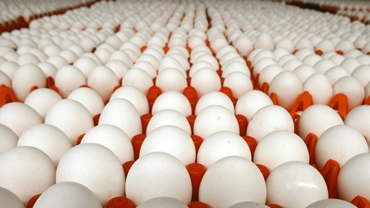 Wp Header Logo 4871.png