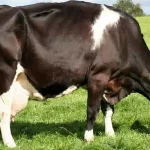 گاوهای باورنکردنی؛ گاو انقدر شیرش زیاده قر و قمزه کنون راه میره