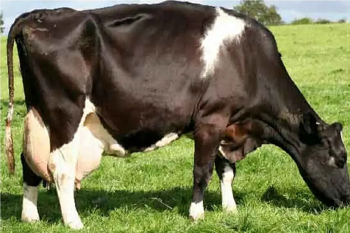 Wp Header Logo 5069.png