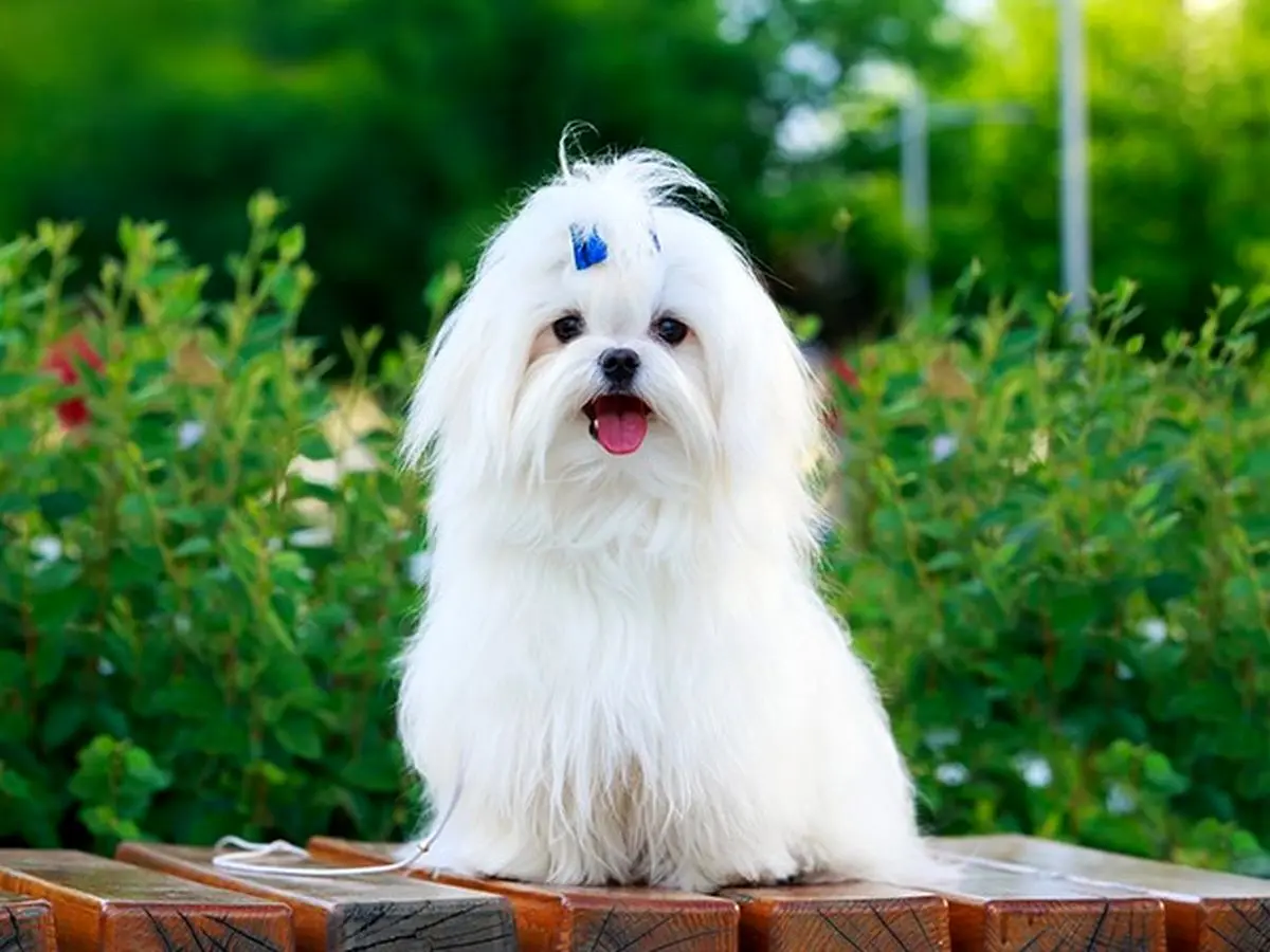 Wp Header Logo 5118.png