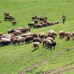 پرداختی جدید بنزینی به رانندگان اسنپ و تپسی