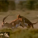 جذابیت حیات وحش؛ ایمپالا چقر بد بدن هیچ جوره تسلیم پلنگ نمیشه