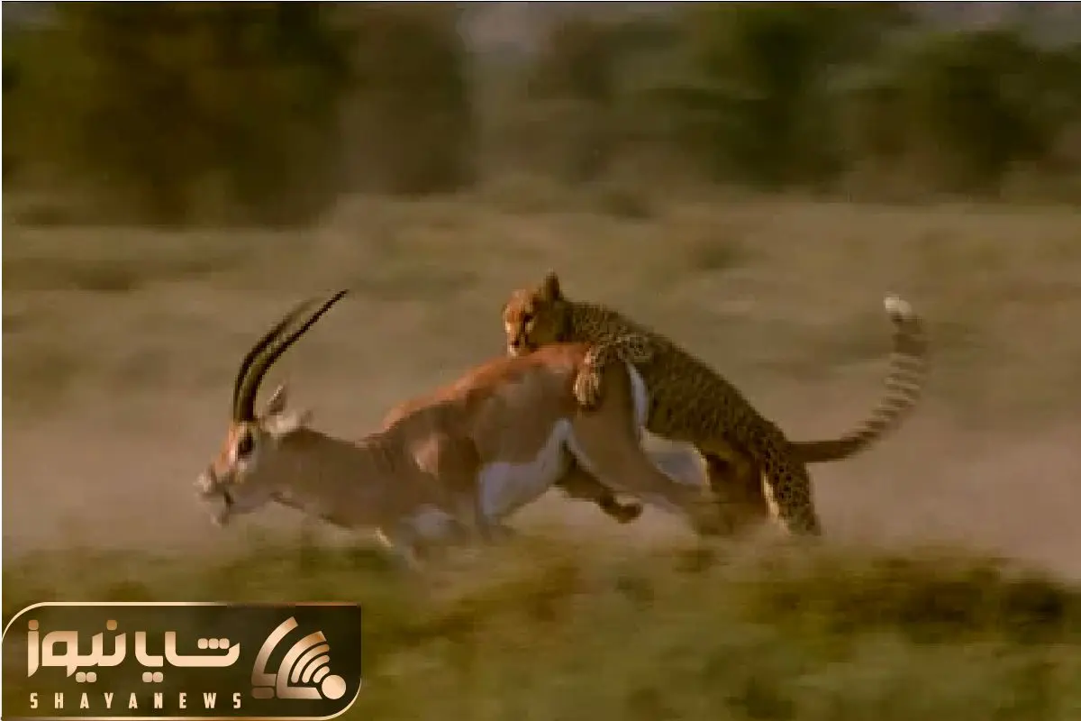 Wp Header Logo 5268.png