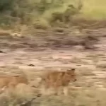 خواب عمیق شیر ماده تا یک قدمی له شدن زیر پای فیل‌ها