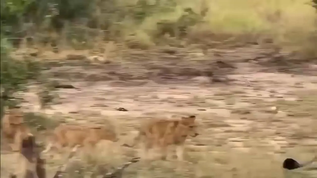 Wp Header Logo 5379.png