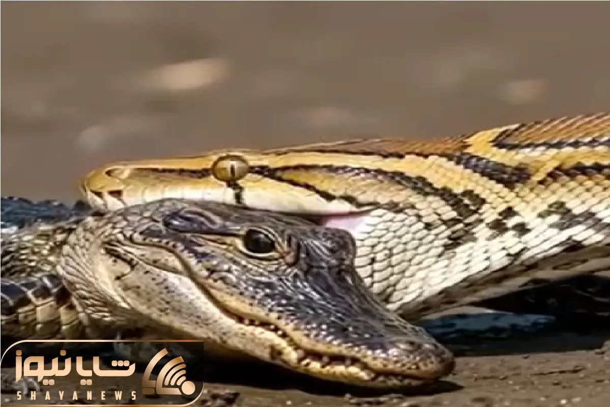 Wp Header Logo 5406.png