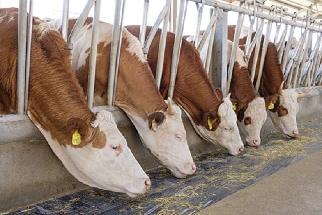 Wp Header Logo 551.png