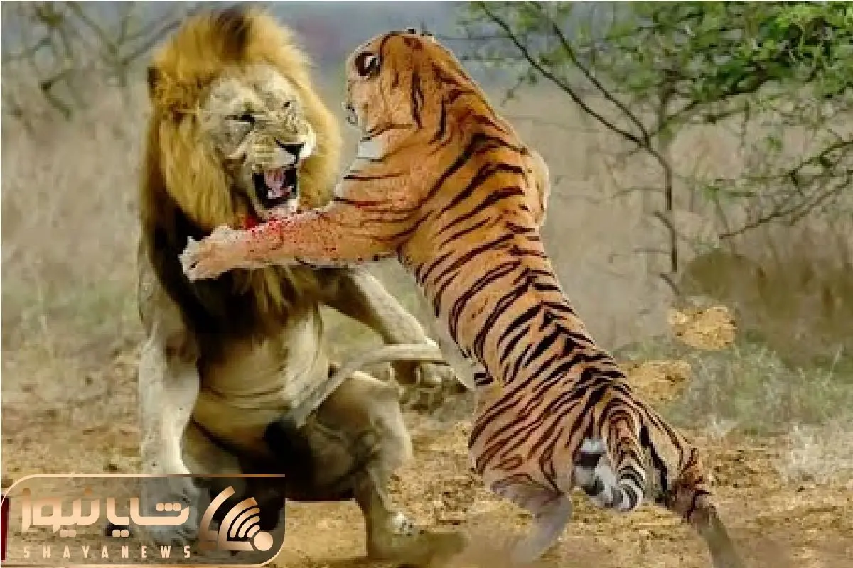 Wp Header Logo 831.png