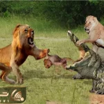 نبرد حیات وحش/شیر تمساح رو گرفتار کرد و با التماس و تقلا هم رحم نکرد