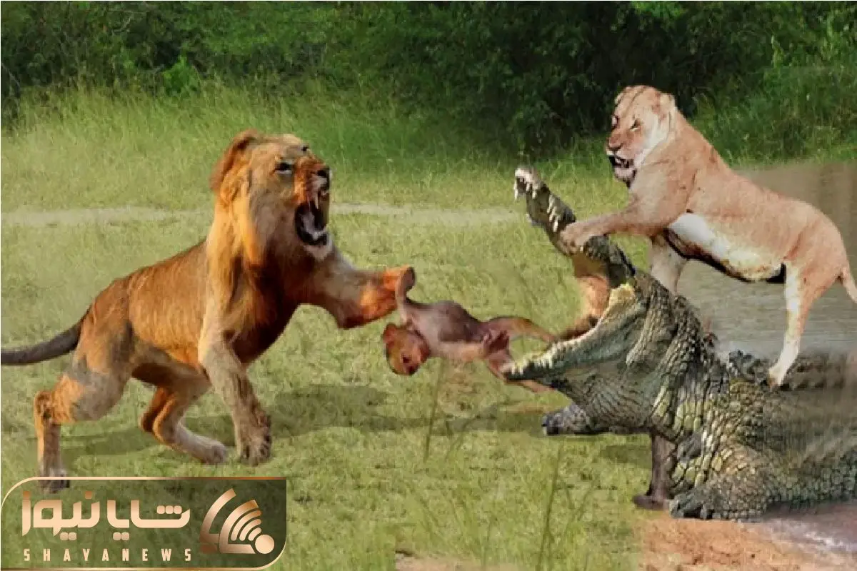 Wp Header Logo 910.png