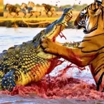 مستند حیات وحش؛ کروکودیل خل و چل جنگله هرکی نزدیکش بشه رنده اشو میزنه