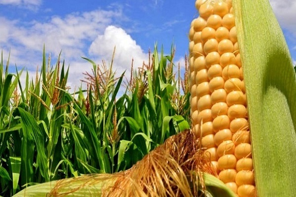 Wp Header Logo 1043.png