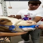 دامداری نوین؛ گاو مسموم شده شلنگ رو تا بیخ میکنن تو حلقش استفراغ میکنه